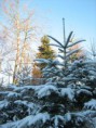 /album/une-agreable-journee-de-chasse/a5-jpg/